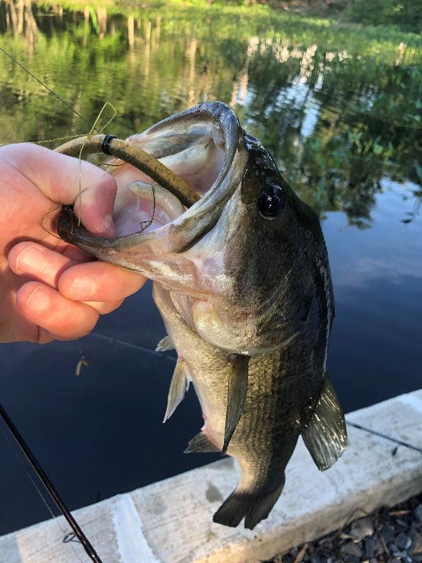 HOOKUMZ 2-TONE PERCH STICK BAIT 8 PER PACK MADE IN MAINE